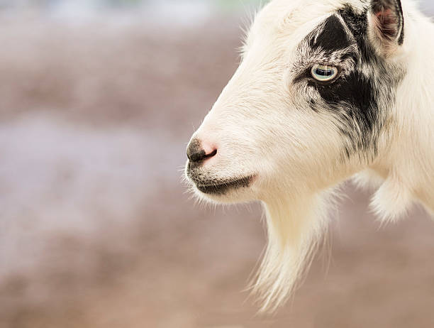 istock Portrait of a Pygmy Goat 491514530