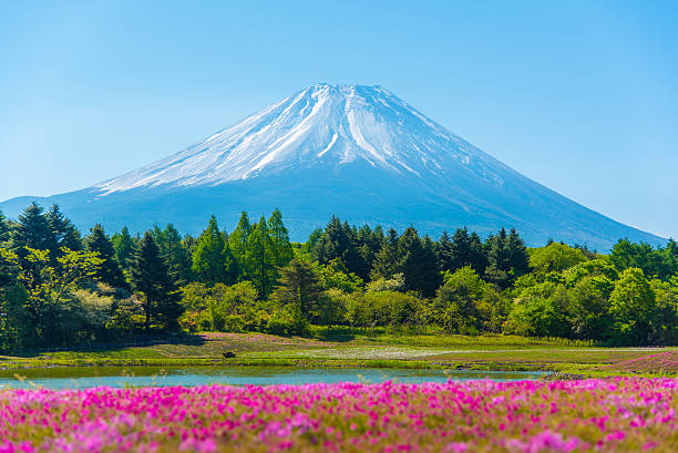 Mountain Fuji in Japan Shibazakura Festival background stock photo