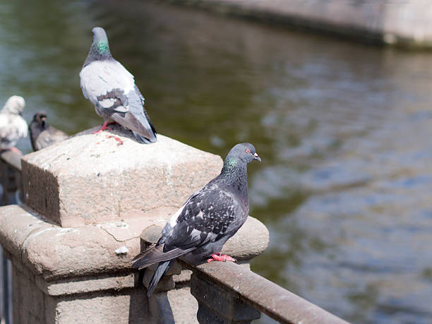 istock pigeons on the fence 491516940