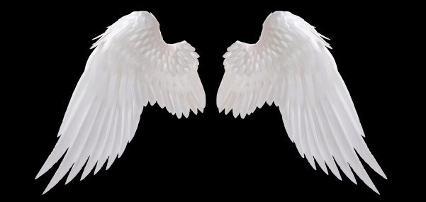 white angel wing isolated