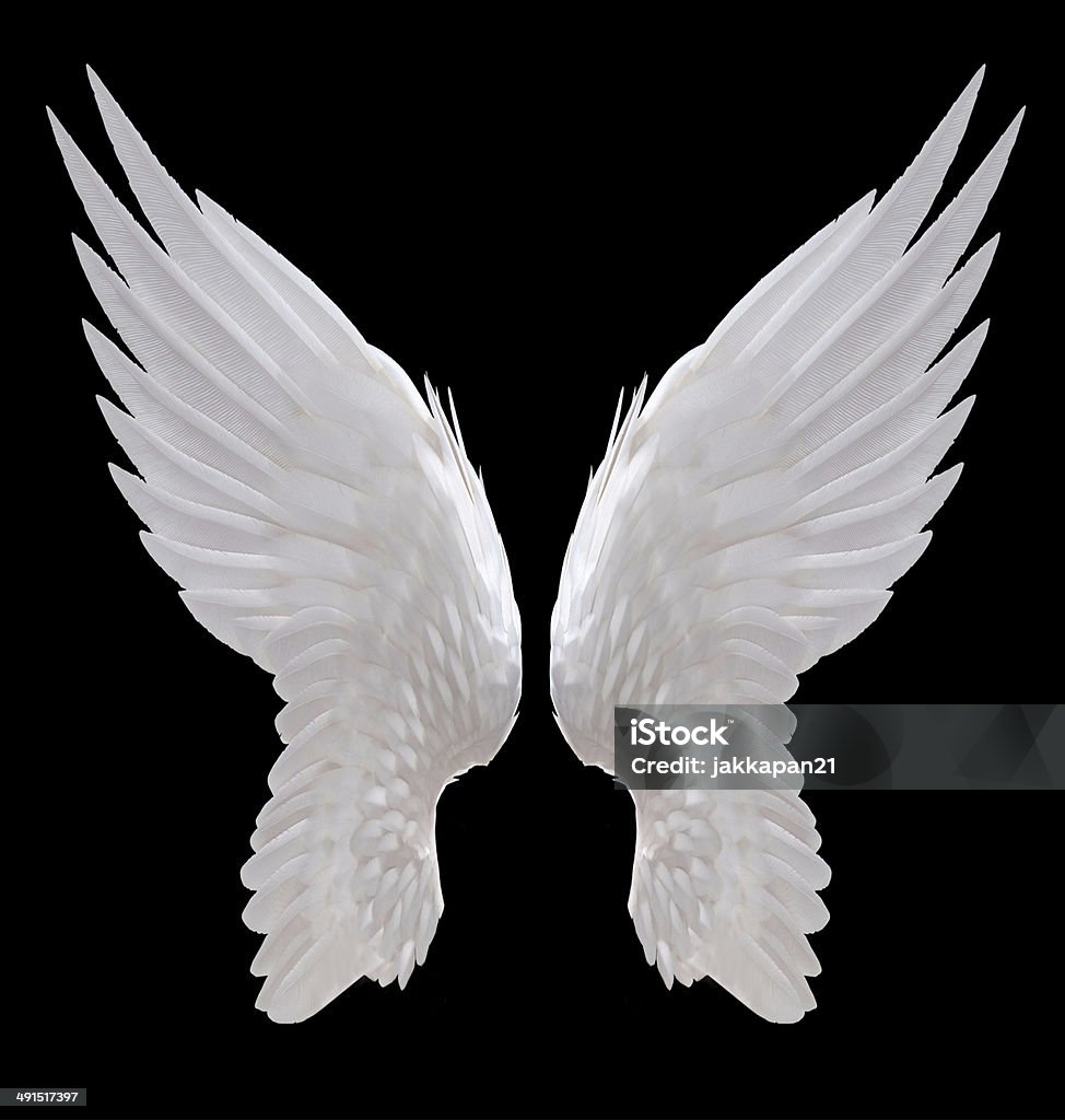 angel wing white angel wing isolated Angel Stock Photo