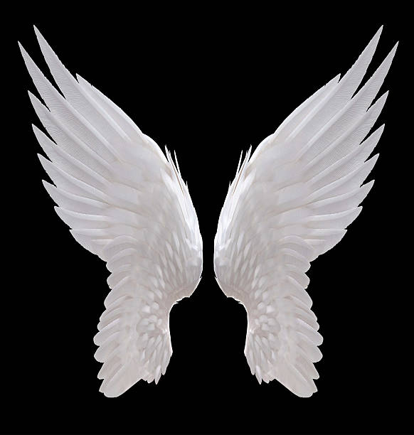 angel wing white angel wing isolated angel stock pictures, royalty-free photos & images