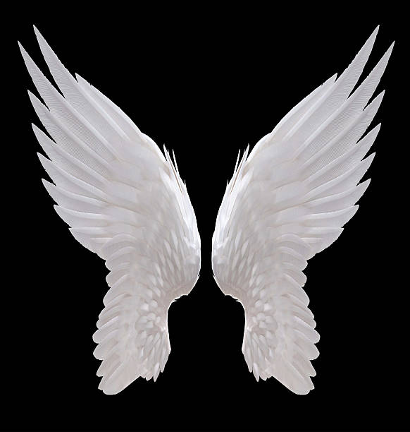 angel wing stock photo