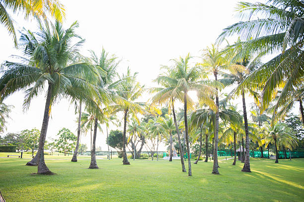 istock coconut tree in the garden 491518116