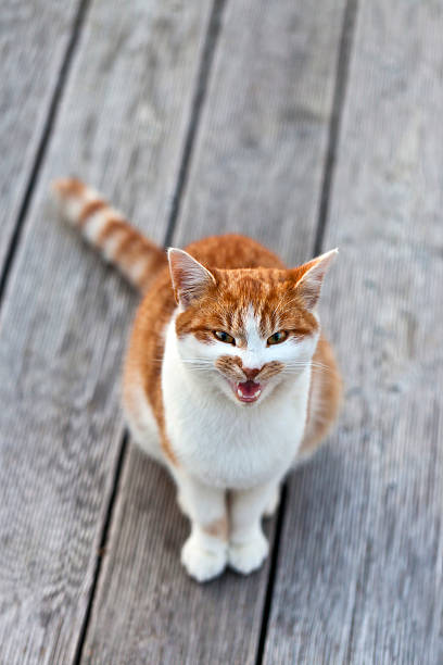 istock Screaming cat staring into the camera 491518173