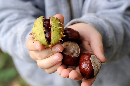 chestnuts in a little boys hand close up