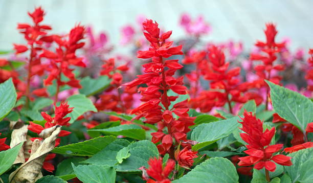 istock red little flowers 491518613