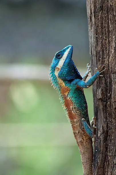 Photo of Blue Lizard.