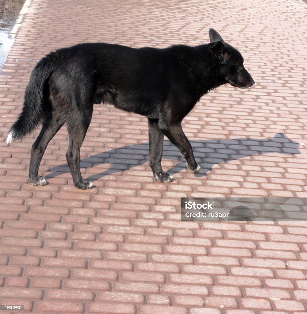 stray dog stray dogs on street at day Animal Stock Photo