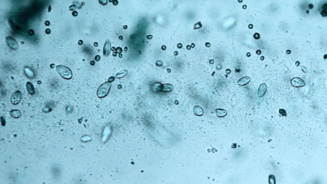 Microorganisms - paramecium