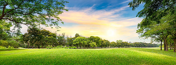 albero su campo da golf - golf panoramic golf course putting green foto e immagini stock