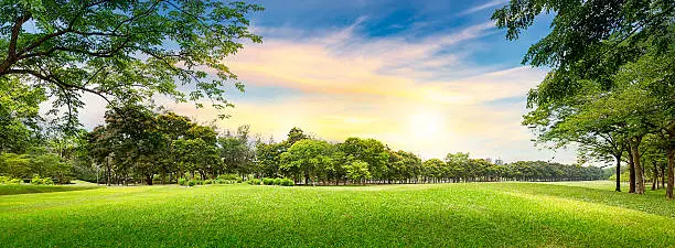 Photo of Tree in golf course