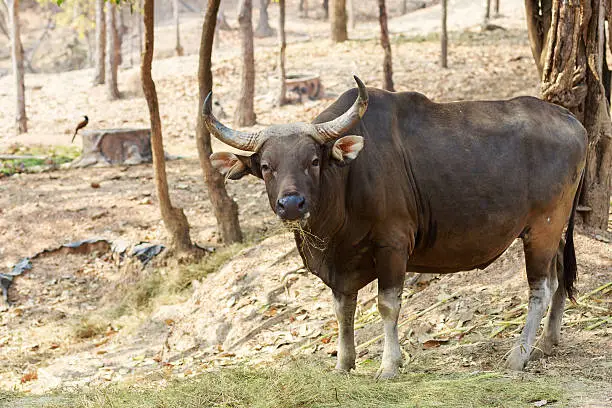 male bull (javanicus boss)
