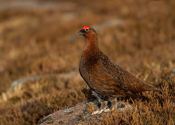 istock Male Red Grouse Lagopus lagopus scotica 491521403