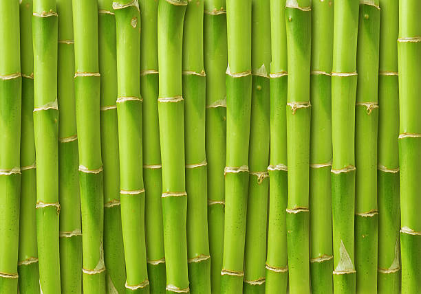 bamboo green bamboo background bamboo material photos stock pictures, royalty-free photos & images