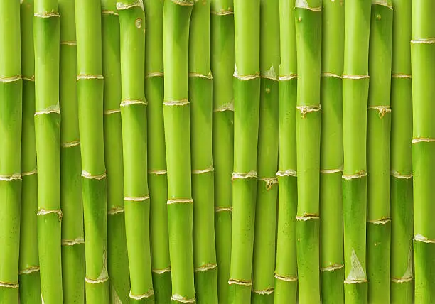 Photo of bamboo