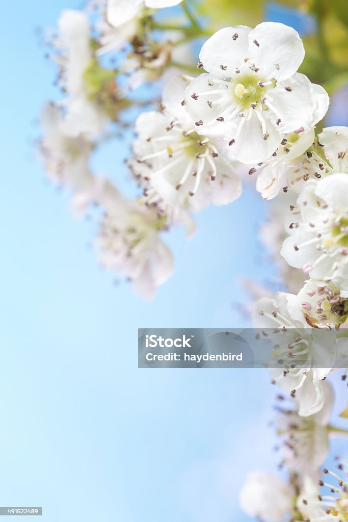 Florescer contra um Verão de céu azul brilhante de fundo - Royalty-free 2000-2009 Foto de stock