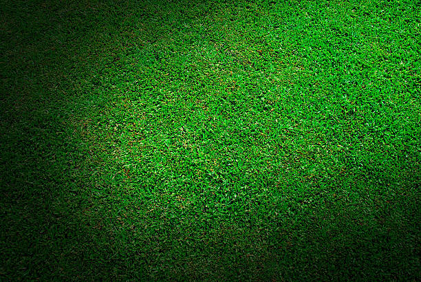 istock Green Grass rice fiel 491522831