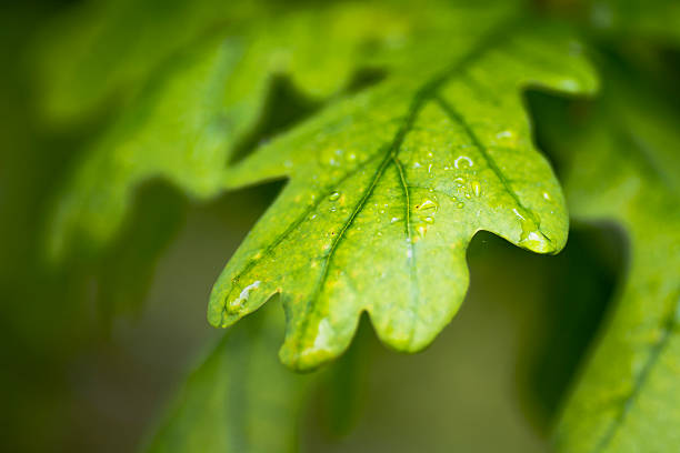 oak hojas de - plant macro studio shot outdoors fotografías e imágenes de stock