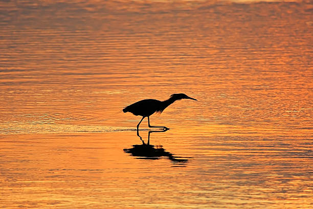 istock Silhouetted Reddish Egret (Egretta rufescens) at sunrise 491524493