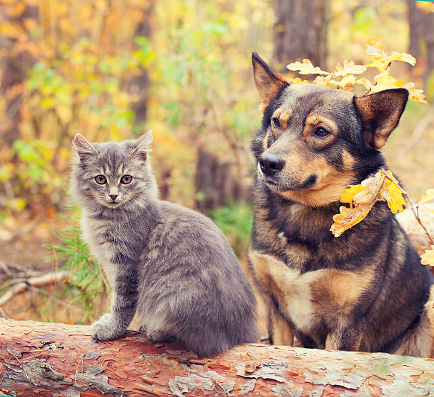 istock Dog and cat  sitting together outdoors in autumn forest 491525606