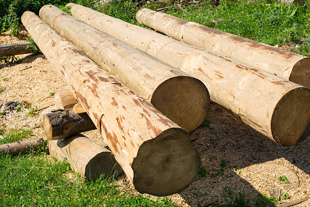 istock Peeled thick logs in the log house construction yard 491526962