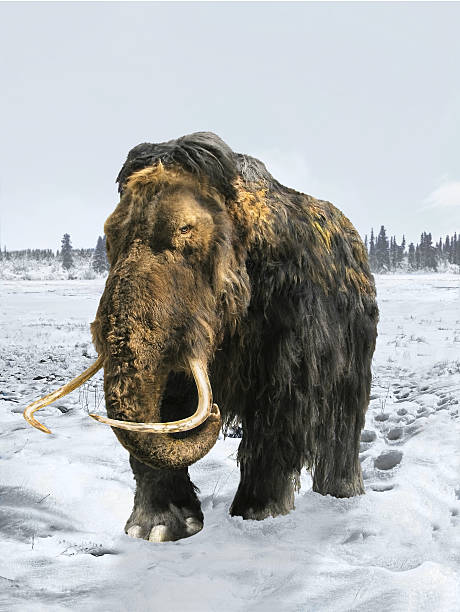 Woolly Mammoth stock photo