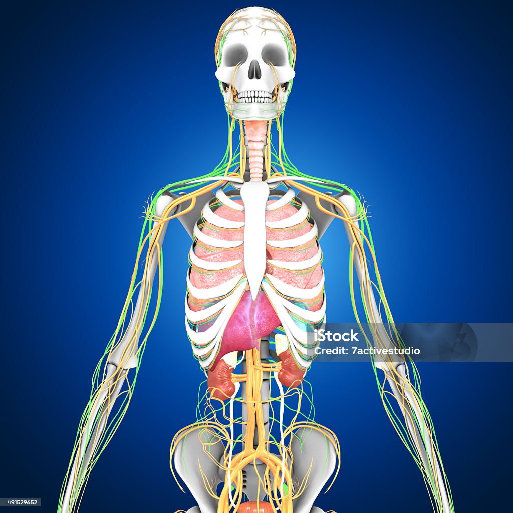 Human Organs Two or more organs working together in the execution of a specific body function form an organ system. 2015 Stock Photo