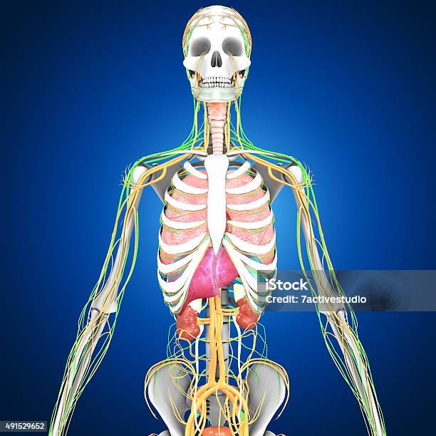 Human Organs Stock Photo - Download Image Now - 2015, Abdomen, Adult
