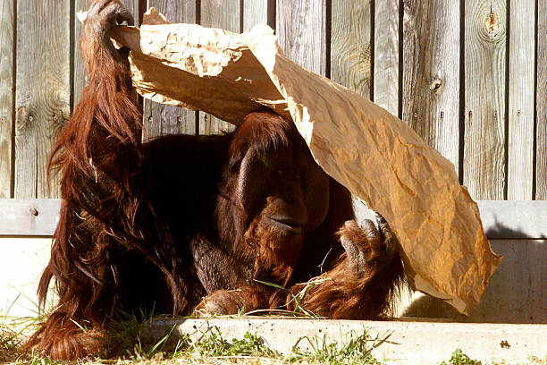 60+ Ponginae Stock Photos, Pictures & RoyaltyFree Images iStock