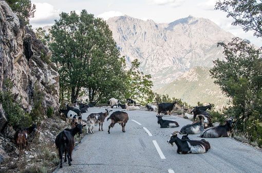 a group of goats on the side of a mountain road in Corsica