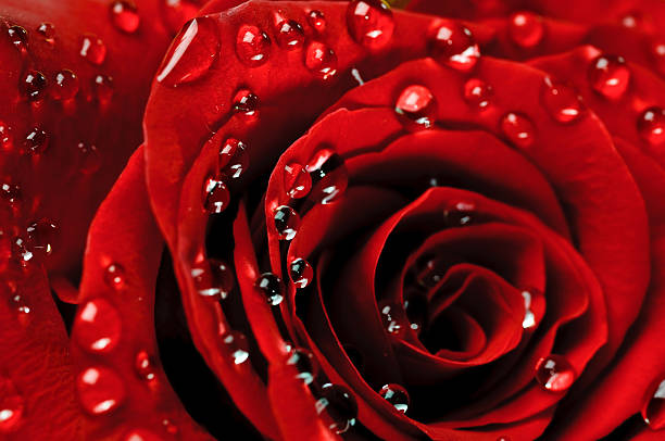 beautiful rose with water drops stock photo