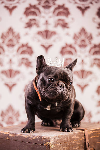istock french bulldog king 491541184