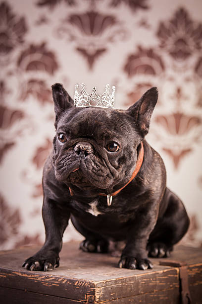 istock french bulldog king 491541458