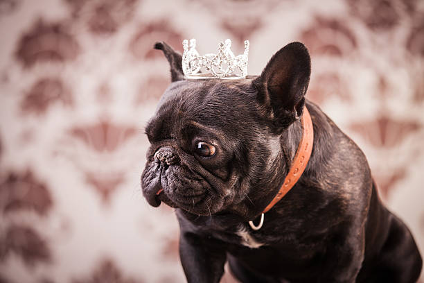 istock french bulldog king 491541590