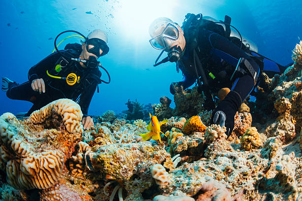 Scuba diving. Sea life. Underwater scene with scuba divers, coral and anemone  clownfish.