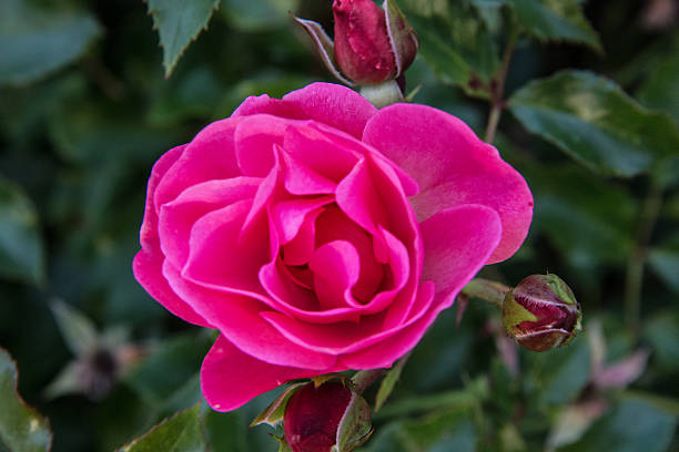 istock Pinke Rose  pink rose 491543262