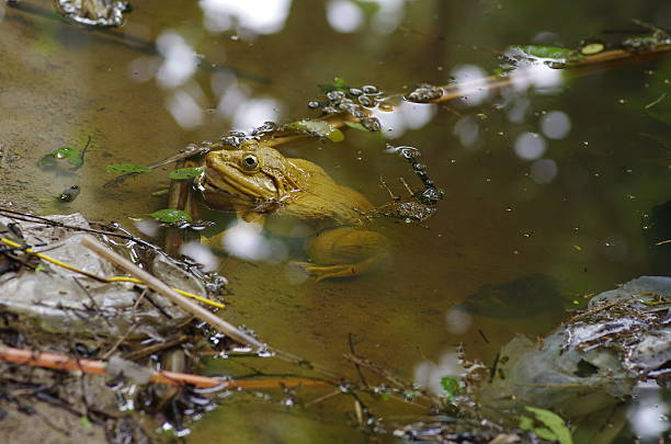 yellow frog stock photo