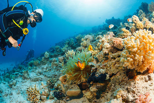 istock Underwater scene with scuba divers coral and anemone  clownfish 491543586