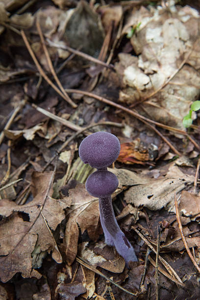 istock Violet lacquer funnel - Laccaria Amethystina 491543830