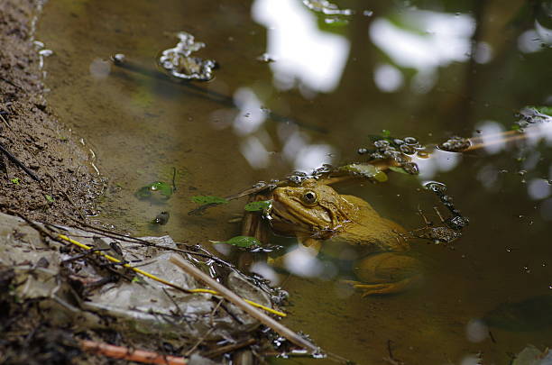 yellow frog stock photo