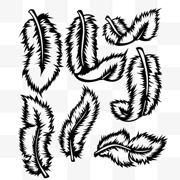 ilustrações de stock, clip art, desenhos animados e ícones de penas conjunto de tatuagem de fundo transparente - peacock feather outline black and white