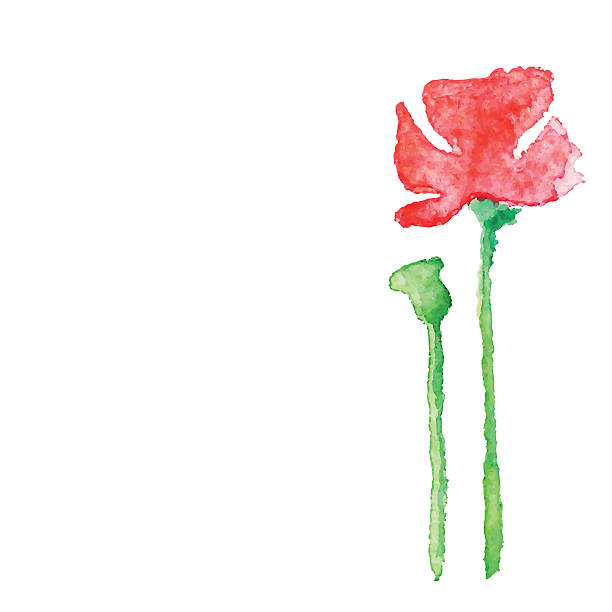 watercolor mak na białym tle - poppy single flower red white background stock illustrations