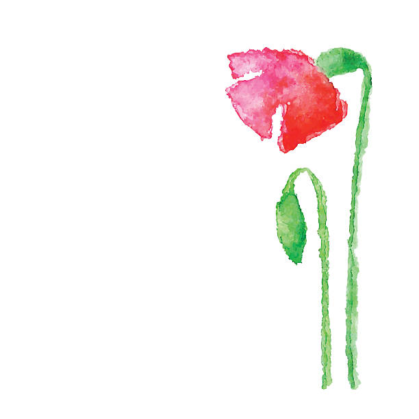 ilustrações, clipart, desenhos animados e ícones de aquarela de papoula isolada no branco - poppy single flower red white background