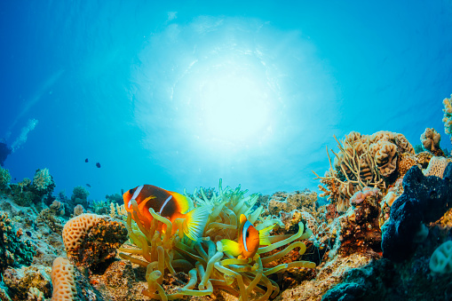 Anémona pez payaso Underwater vida marina perspectiva de un submarinista photo