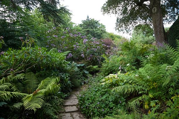 istock Fern and shrub garden, England 491545648
