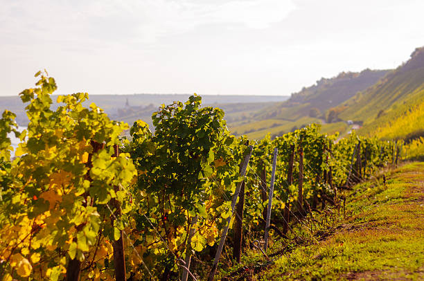 istock Autumn vineyard beside the Rhine 491545762