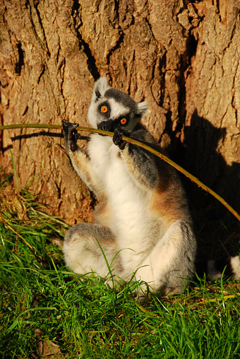 One ring-tailed Lemur sitting infront of a treetrunk