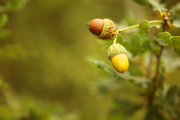 Two acorns in two different colors - green and brown - are hanging on a branch of an oak tree in autumn. This is a close-up image with selective focus of the acorn, while the green woodland background is blur providing space for text.