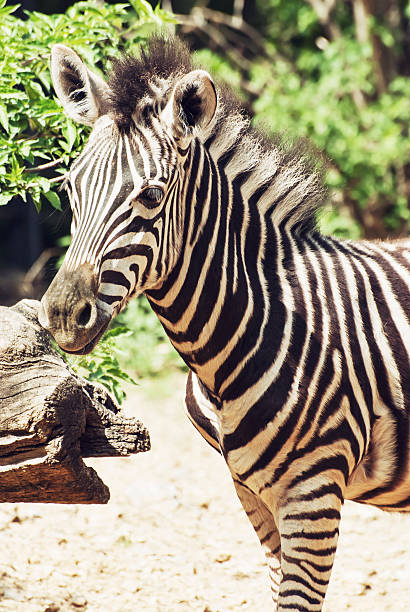 istock Portrait of hartmann's mountain zebra (Equus zebra hartmannae) 491546668